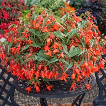 Bossa Nova&reg; 'Orange' -Begonia boliviensis