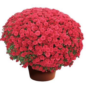 Danielle&trade; Red -Chrysanthemum x morifolium (Garden Mum)