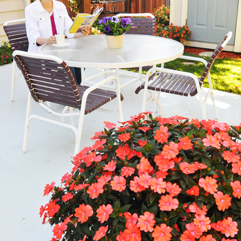 SunPatiens&reg; Corona -Impatiens 