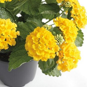 Bandana&reg; 'Yellow' -Lantana camara