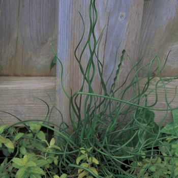 'Curly Wurly' Corkscrew Rush -Juncus effusus