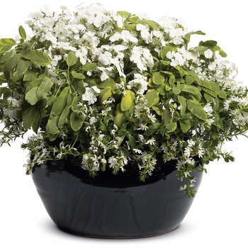 Intensia&reg; 'White' -Phlox 