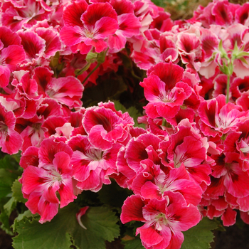 Elegance&trade; ''Red Velvet'' -Pelargonium x domesticum (Regal Geranium)