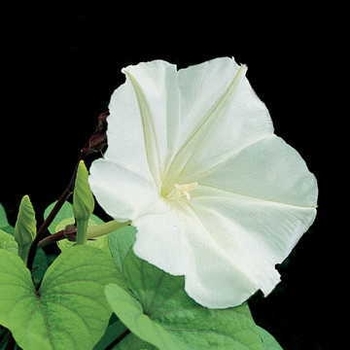 Moon Flower Vine -Ipomoea alba