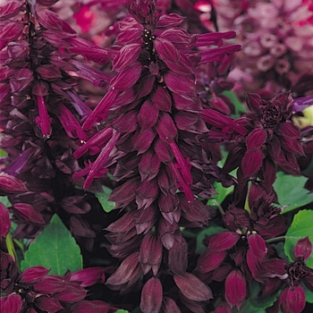 Vista&trade; 'Purple' -Salvia splendens
