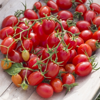 'Fantastico' Tomato, Grape -Lycopersicon esculentum