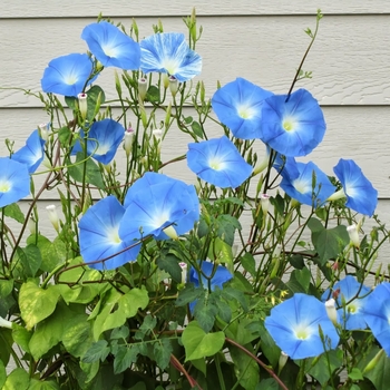 'Heavenly Blue' Morning Glory -Ipomoea tricolor