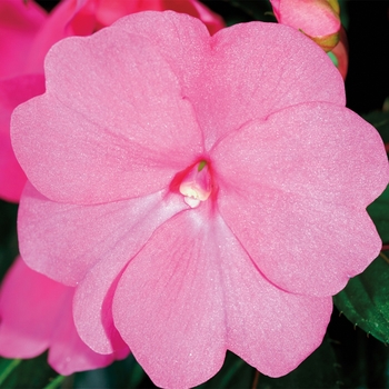 Sonic&reg; 'Bright Pink' -Impatiens hawkeri (New Guinea Impatiens)