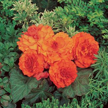 Nonstop&reg; 'Orange' -Begonia x tuberhybrida (Tuberous Begonia)