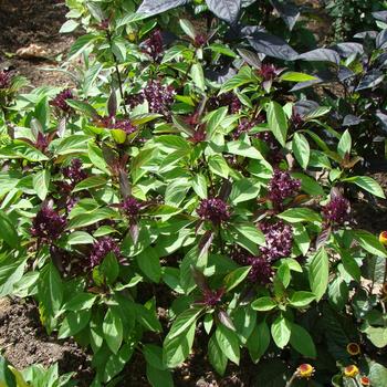 ''Siam Queen'' Thai Basil -Ocimum basilicum var. thyrsiflora