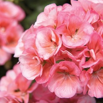 Americana&reg; 'Salmon' -Pelargonium x hortorum (Zonal Geranium)