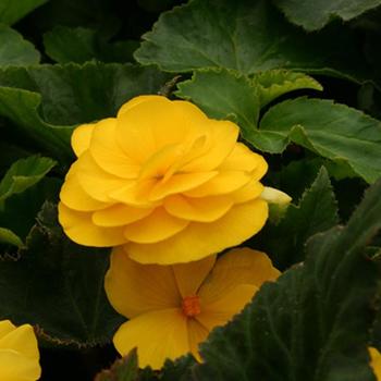 Nonstop&reg; 'Mocca Yellow' -Begonia x tuberhybrida (Tuberous Begonia)