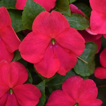 Beacon&reg; Lipstick -Impatiens walleriana