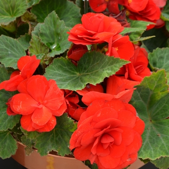 Nonstop&reg; 'Red' -Begonia x tuberhybrida (Tuberous Begonia)