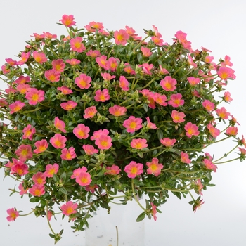 Pazzaz&trade; 'Pink Glow' -Portulaca oleracea (Moss Rose)