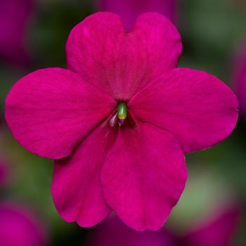 Imara&trade; 'XDR Purple Imp' -Impatiens walleriana