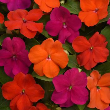 Beacon&reg; 'Sanibel Mix' -Impatiens walleriana
