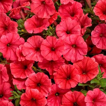 Supertunia Mini Vista&reg; 'Scarlet' -Petunia 