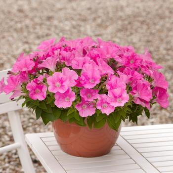 E3 Easy Wave&reg; 'Pink' -Petunia 