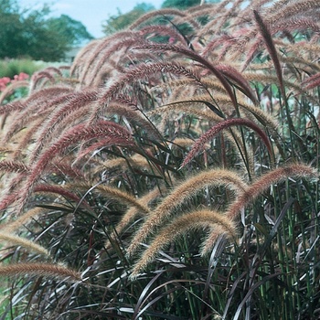 Graceful Grasses&reg; 'Rubrum' -Pennisetum setaceum (Purple Fountain Grass)