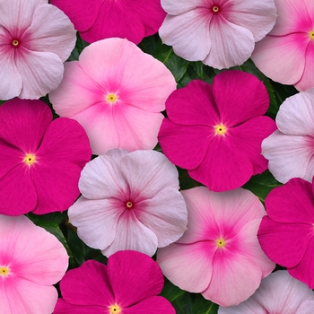 Titan&trade; 'Bubble Gum Mix' -Catharanthus roseus (Vinca, Periwinkle)