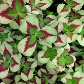 4 Luck&reg; 'Green Glow' -Trifolium repens (Clover)