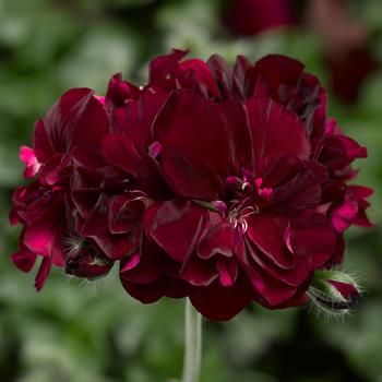 Ivy League&trade; 'Burgundy' -Pelargonium peltatum (Ivy Geranium)