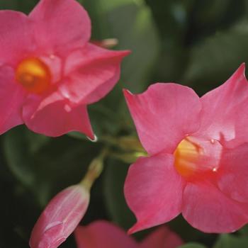 Sun Parasol&reg; 'Pink' -Mandevilla 