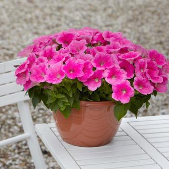 E3 Easy Wave&reg; 'Pink Cosmo' -Petunia 