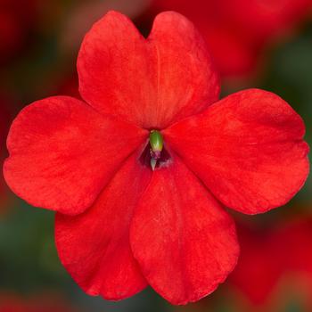 Imara&trade; 'XDR Orange Imp.' -Impatiens walleriana