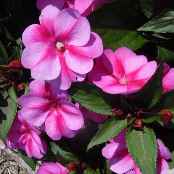 SunPatiens&reg; Purple Candy -Impatiens 