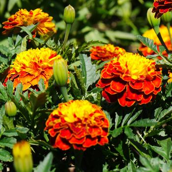 'Super Hero&trade; Spry' French Crested Marigold -Tagetes patula