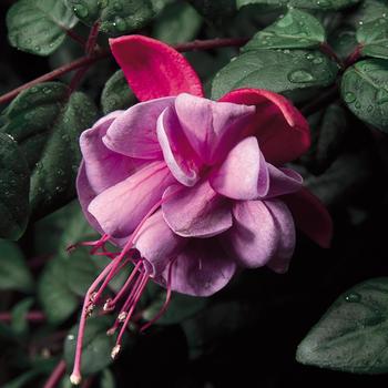 'Blue Eyes' -Fuchsia magellanica